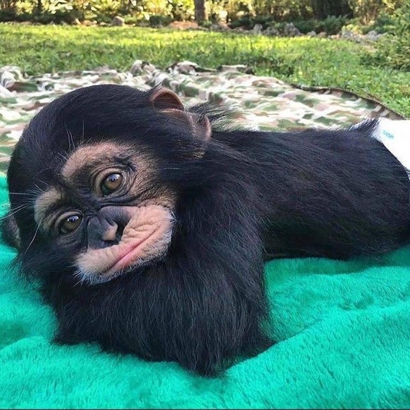 affe monkey cute news

https://www.reddit.com/r/aww/comments/q2uy69/tired_little_monkey/