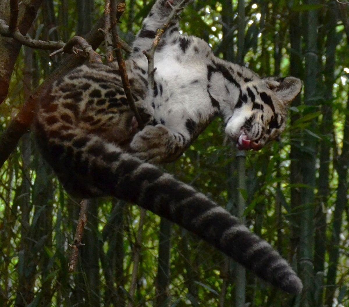 Nebelparder 
https://fr.wikipedia.org/wiki/Panth%C3%A8re_n%C3%A9buleuse#/media/File:Clouded_Leopard_Slurp_NashvilleZoo_Cropped.jpg