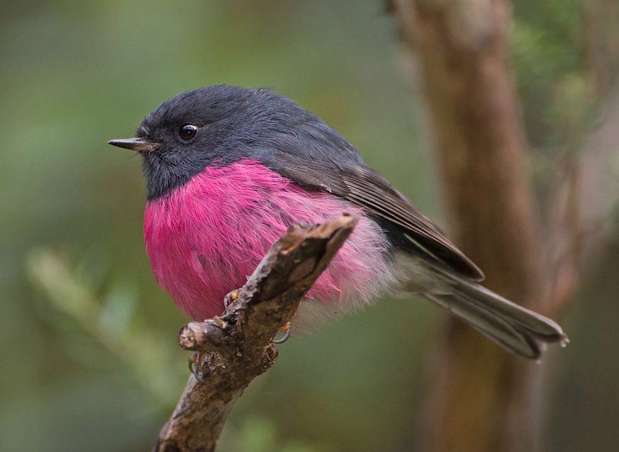 Pink Robin