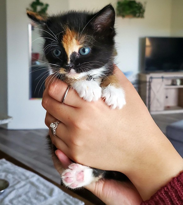 cute news animal tier katze cat

https://www.reddit.com/r/cats/comments/rrb3nh/someone_in_our_neighborhood_facebook_group_posted/