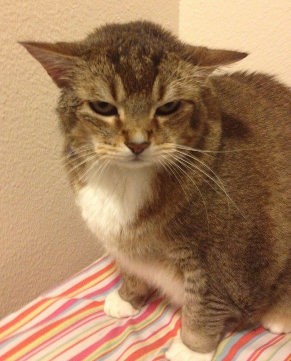 genervte Katze, pissed cat, mad, wütend
https://imgur.com/gallery/6a7F0UD