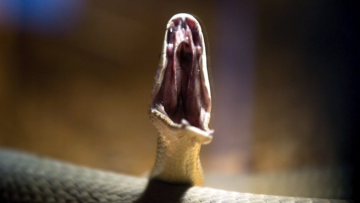 epa00969413 A Black Mamba attacks during a private exhibition in Sofia ,Bulgaria on Wednesday, 28 March 2007. The black mamba (Dendroaspis polylepis) is the largest venomous snake in Africa and the se ...