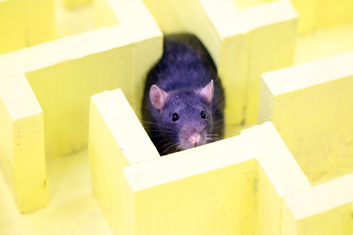 Ratte in Labyrinth, Symbolbild