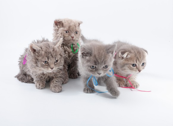 Quiz Wie Gut Kennst Du Dich Mit Katzennachwuchs Aus Watson