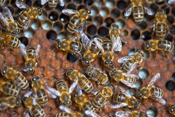 Ohne sie läuft nichts: Die Honigbiene. Die meisten Imker besitzen mehrere Völker um auch entsprechend viel Honig gewinnen zu können.