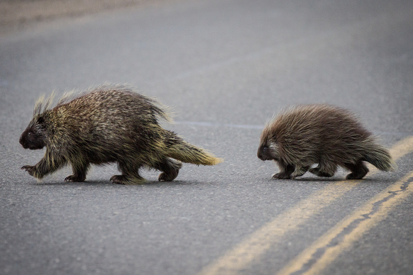 Baumstachler

https://www.flickr.com/photos/denalinps/7980886456