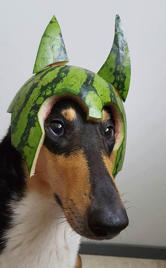 cute news animals tier hund doggo

https://www.reddit.com/r/aww/comments/qg4t2l/melon_collie/