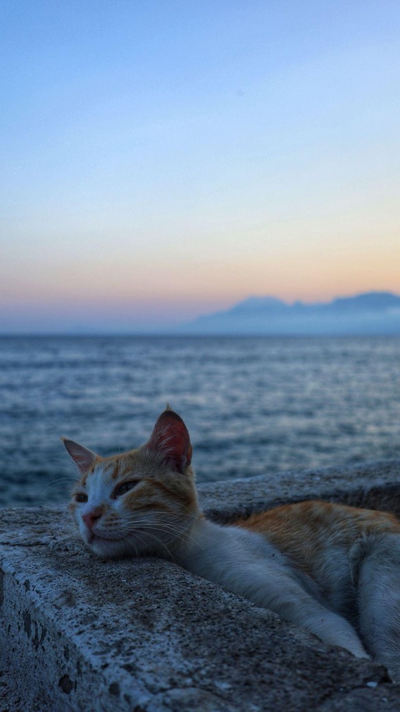 cute news tier katze

https://www.reddit.com/r/donotthecat/comments/1s8tnur/friend_sent_me_this_didnt_the_cat_just_watched/