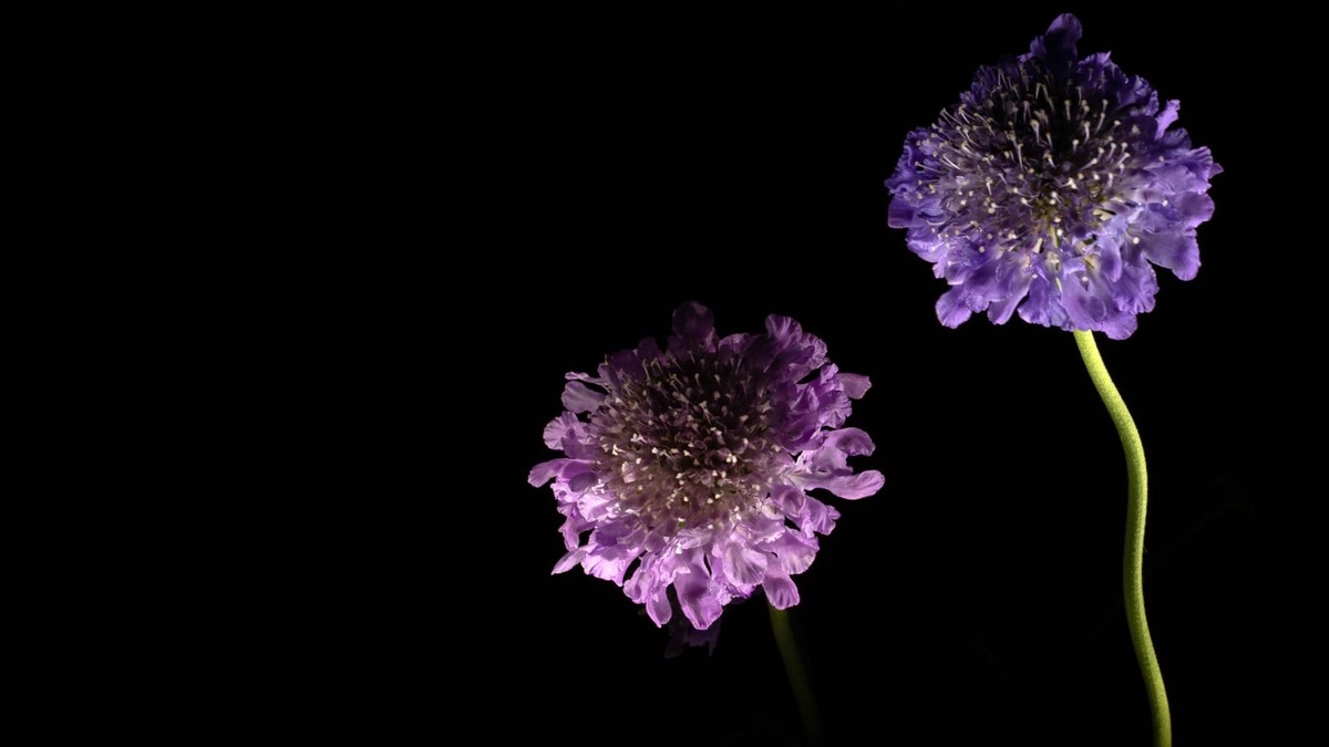 Taubenskabiose (Scabiosa columbaria)
