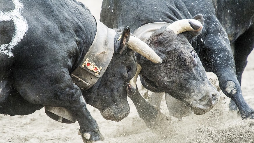 The cow &quot;Ruby&quot;, left, fights against the cow (the Queen of the Queens) &quot;Ruby&quot;, right, during the annual &quot;Finale Nationale de la race d&#039;Herens&quot; or &quot;Herens nation ...