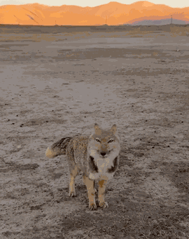 Animiertes GIF