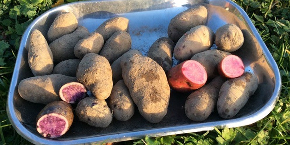 Weil die Ipsacher Kartoffeln kleine Mängel haben, können sie nicht beim Grossverteiler verkauft werden.