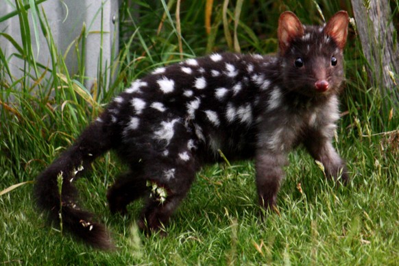 Hasenmaus, Sugar Glider und Ã¼ber 20 weitere Tiere fÃ¼r ganz viel Â«JÃ¶Ã¶Ã¶!Â» und Â«Ahaaa!Â»
Hatten wir schon tÃ¼pfelbeutelmarder?