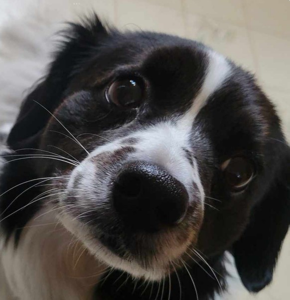 cute news tier hund border collie

https://imgur.com/gallery/border-collie-i5oF2Xs#/t/aww