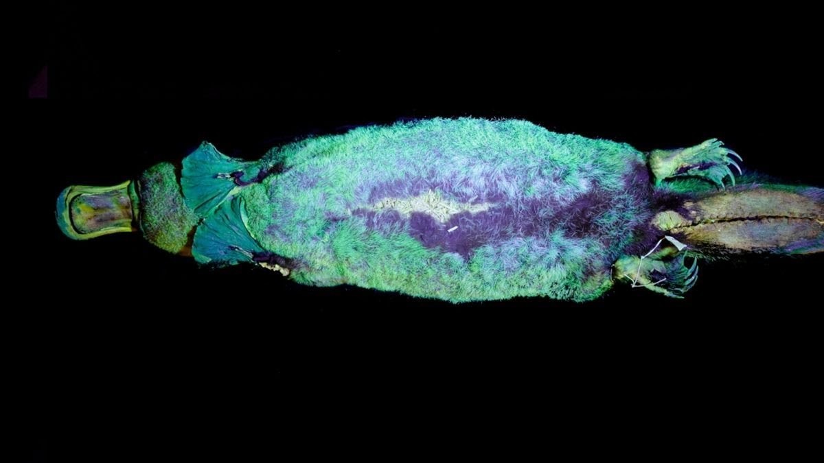 schnabeltier/ platypus leuchtet unter UV-licht

https://www.reddit.com/r/Awwducational/comments/jnmppi/as_if_the_platypus_could_not_get_any_weirder_it/