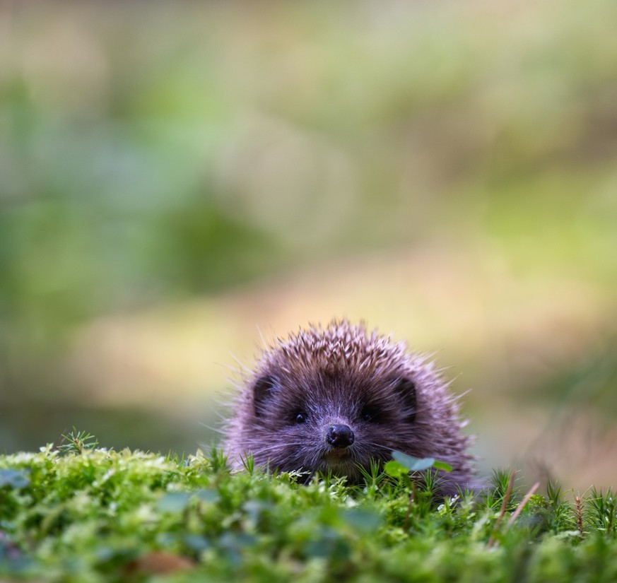 Igel