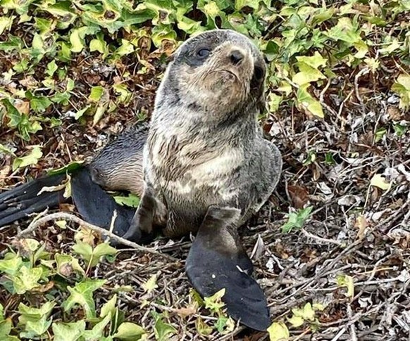 Das Seebär-Baby konnte schliesslich gerettet werden.