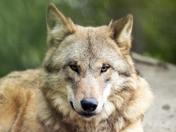 Der Wolfschutz in der Schweiz wird nicht gelockert. (Archivbild)