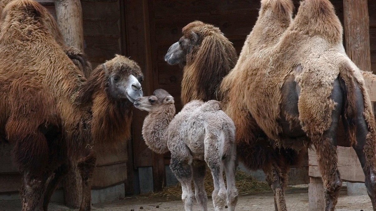 Zoo Zürich replaces camels with endangered gold takins for conservation