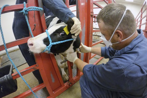 FILE - In this photo provided by the U.S. Department of Agriculture, an animal caretaker collects a blood sample from a dairy calf vaccinated against bird flu in a containment building at the National ...