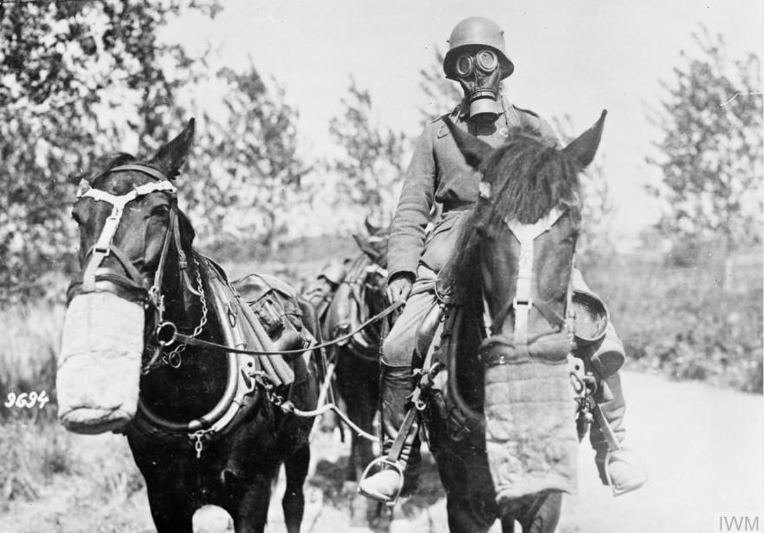 Deutscher Soldat mit Pferden an der Westfront, 1917.