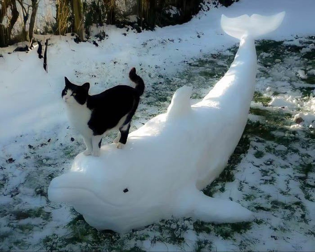 cute news tier katze

https://www.reddit.com/r/CatsBeingCats/comments/1gfgyok/captain_whiskers_rides_the_snow_whale/