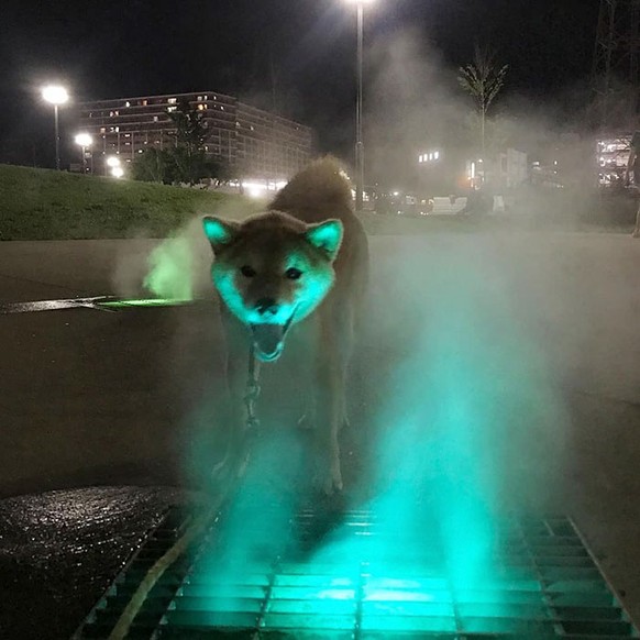 Tiere mit gruseliger Aura