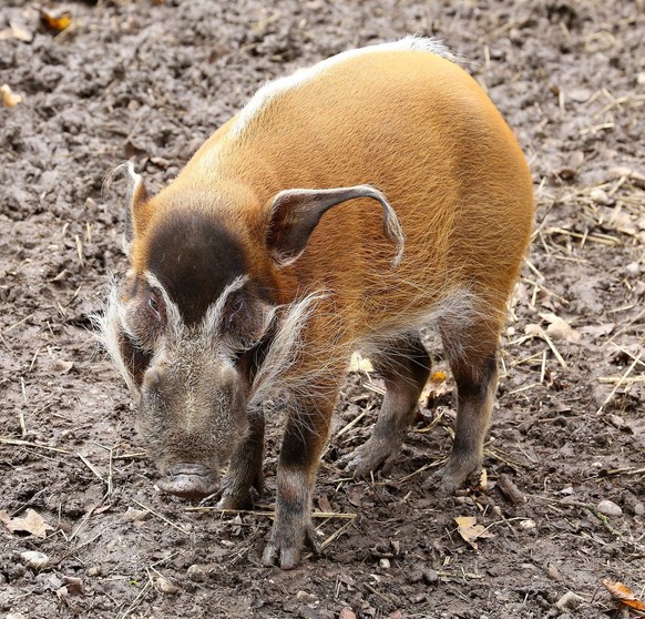 cute news tier pinselohrschwein