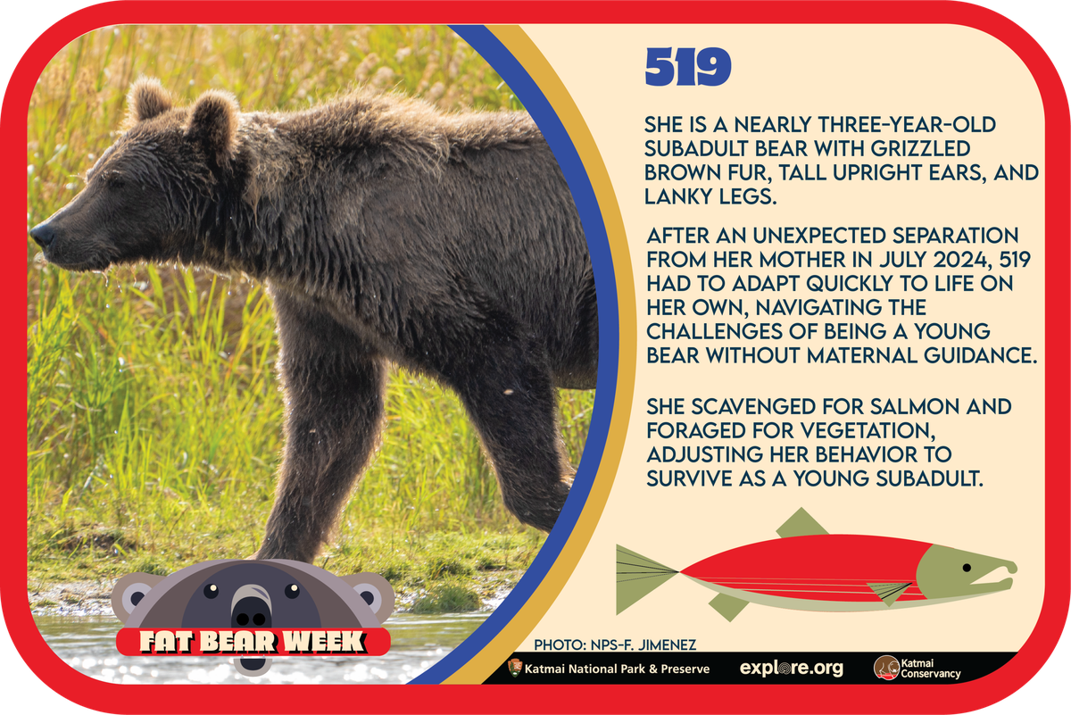 Bärin 519 bei «Fat Bear Week».