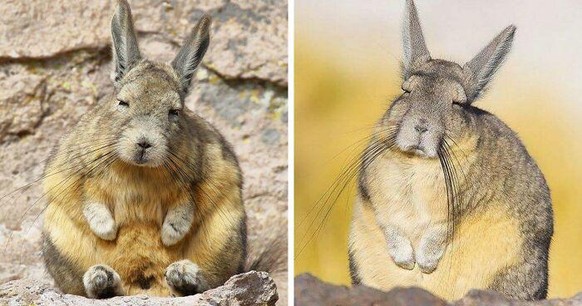 Lustige Tierbilder Episode II: Angriff der Kängurus\nIch heute morgen, als der Wecker geklickelt hat...

Das ist ein Viscacha. Verwandt mit dem Chinchilla.