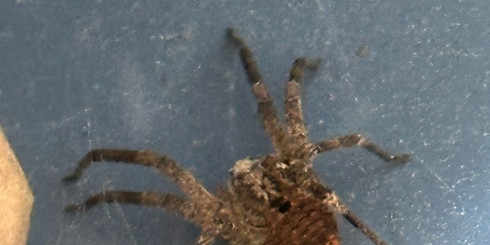 Mit Google Lens konnte Marques herausfinden, was für eine Art Spinne auf seinem Balkon sitzt.