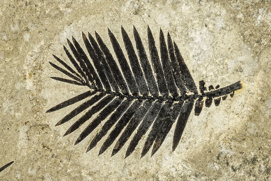 Fossilie Hölzer. Foto Urs Möckli - Sauriermuseum Aathal 09_Fossiles_Zykadeenblatt.jpg
Blattwedel eines Palmfarns. 
Oberer Jura, 145 Millionen Jahre alt, 16 x 12 x 1 cm. 
Fundort: Seyssel, Hoch-Savoyen ...