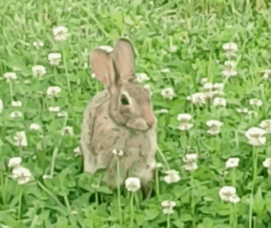 Animiertes GIF