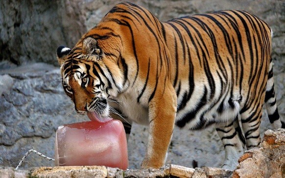 Tiger leben nur etwa zwei Tage als Paar zusammen, paaren sich in dieser Zeit aber bis zu 52 Mal am Tag.&nbsp;