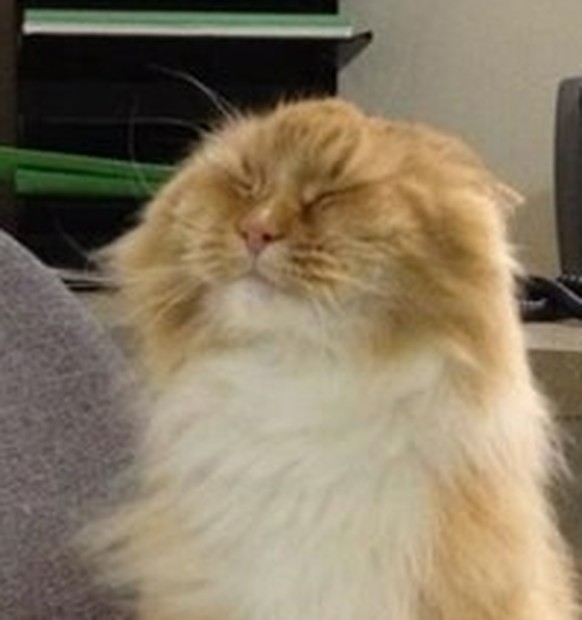 Fail: Katzen im Büro