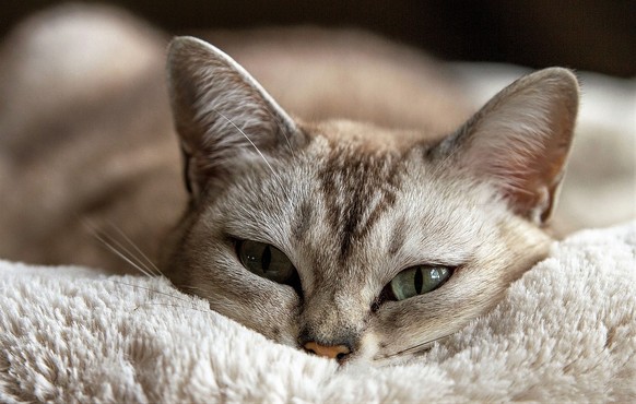 Katzenauge Foto & Bild  tiere, haustiere, katzen Bilder auf