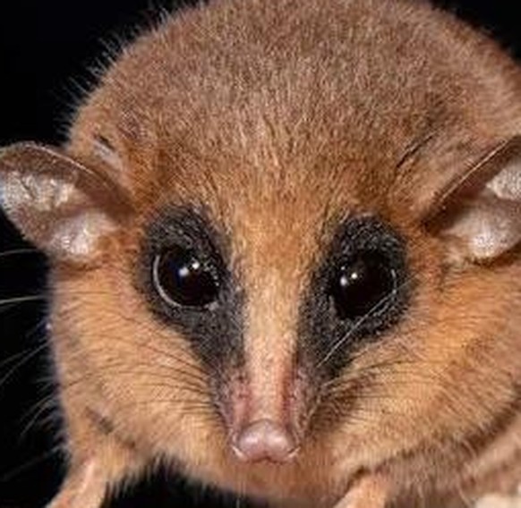 Marmosa chachapoya

https://www.reddit.com/r/AIDKE/comments/1nqt14a/new_species_of_marsupial_marmosa_chachapoya/