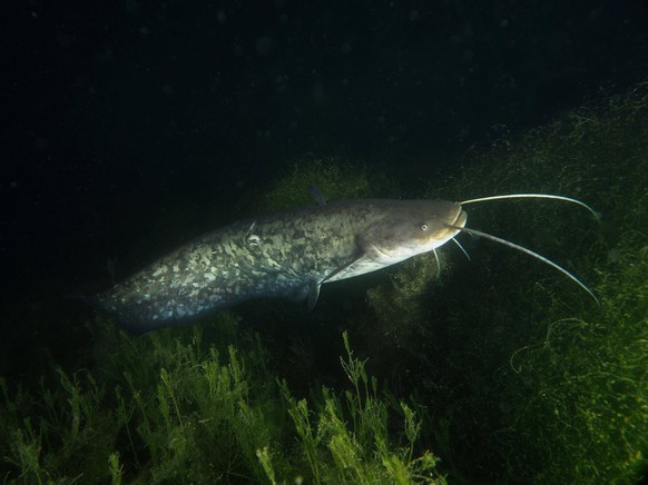 Wels Silurus glanis, Waller, bei Nacht, Tauchplatz Zollbr