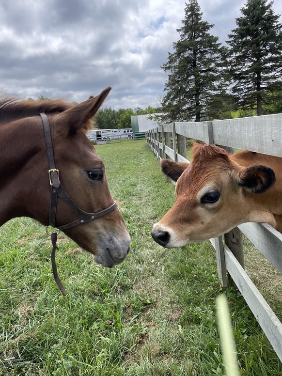 cute news tier pferd kuh

https://www.reddit.com/r/Eyebleach/comments/16gszdd/foal_and_cow/