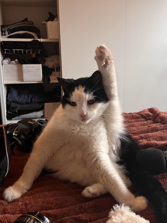 cute news tier katze

https://www.reddit.com/r/kittyhasaquestion/comments/1pfrpkm/this_one_felt_urgent/