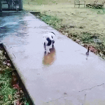 Schwein rutscht herum
Cute News
https://giphy.com/gifs/cheezburger-fail-ice-pig-3xz2BvJDEFMV0zCJ8s