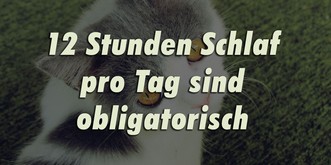 9 Dinge, die anders wären, wenn Katzen die Weltherrschaft hätten