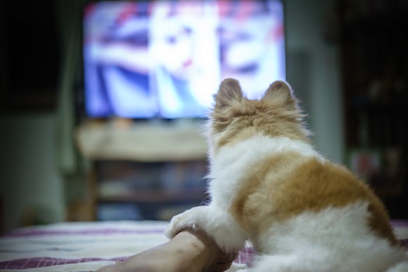 Eine Katze schaut TV