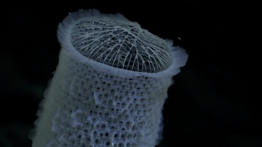 Detail of a sponge documented at 1238.67 meters depth on Seamout 10, also known as Guyot Baral.  Credit: ROV SuBastian / Schmidt Ocean Institute All visual assets (images, videos, etc.) can only...