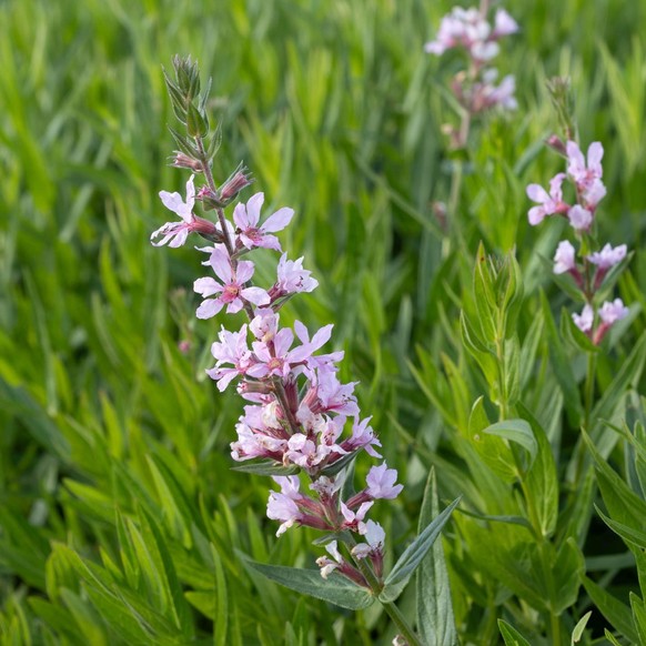 Taubenskabiose (Scabisosa columbaria)