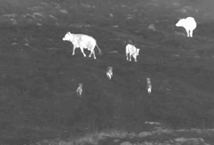 Drei Wölfe attackieren eine Kuhherde im Waadtländer Jura.