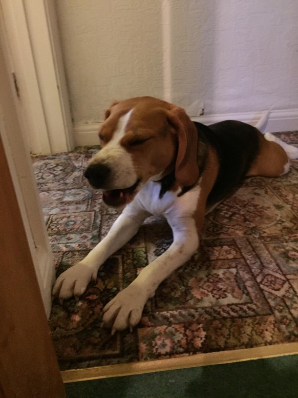 cute news animal dog https://imgur.com/gallery/prWL6