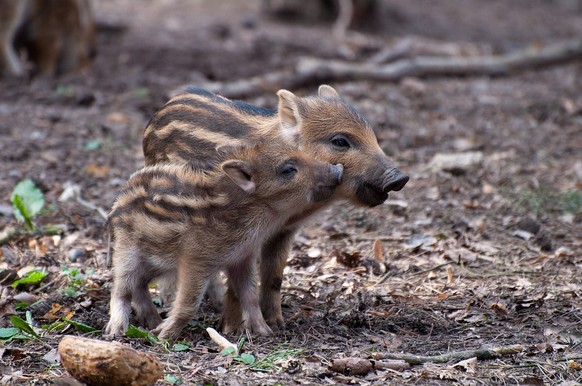 Frischlinge, Wildschwein, Baby-Wildschweine