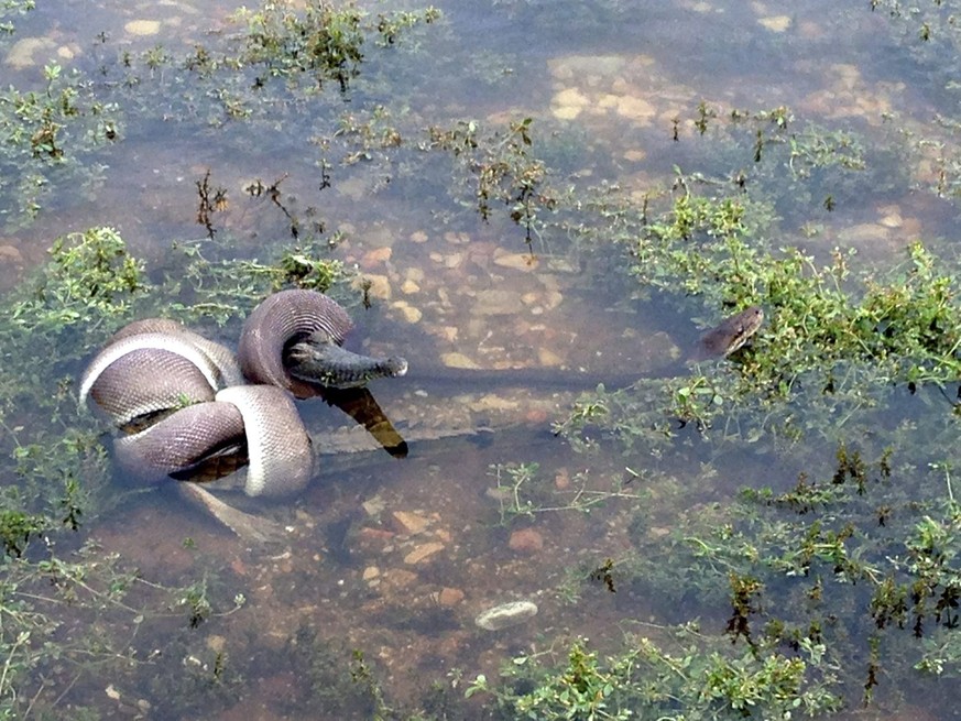 Das Krokodil ist in der Falle.&nbsp;