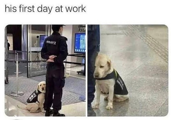 cute news tier hund polizei

https://www.reddit.com/r/FunnyAnimals/comments/18ggdop/he_has_an_emotional_support_human/